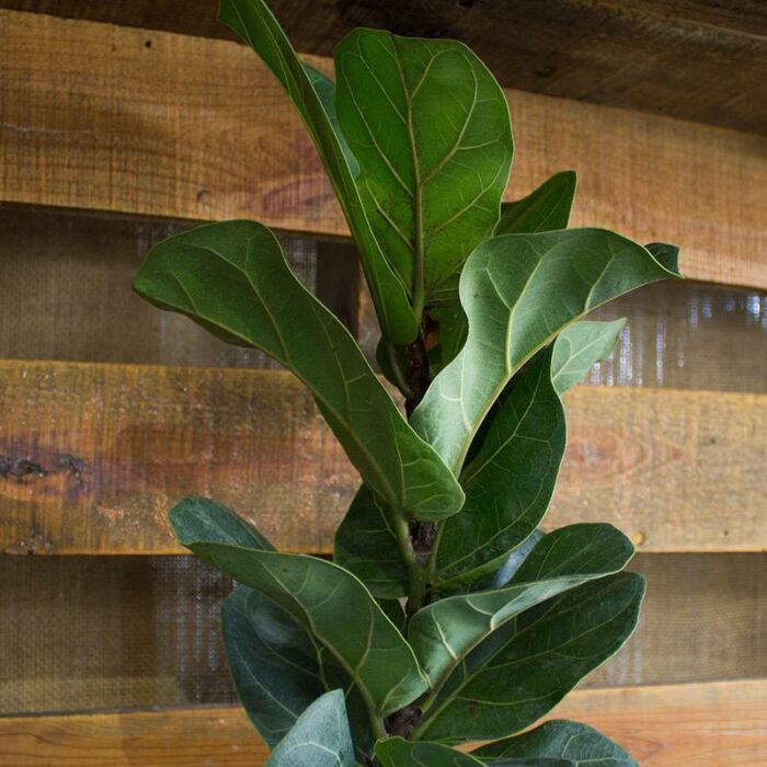 Fiddle Leaf Fig or Ficus Lyrata, House Plants for Sale | Best Indoor Plants | Forget Me Not Flower Market | Bonita Springs Flower Market | Cape Coral, Fort Myers, Naples | Indoor Plants, Outdoor Plants, Garden Plants, Flower plants Nursery, Wholesale Flowers and more