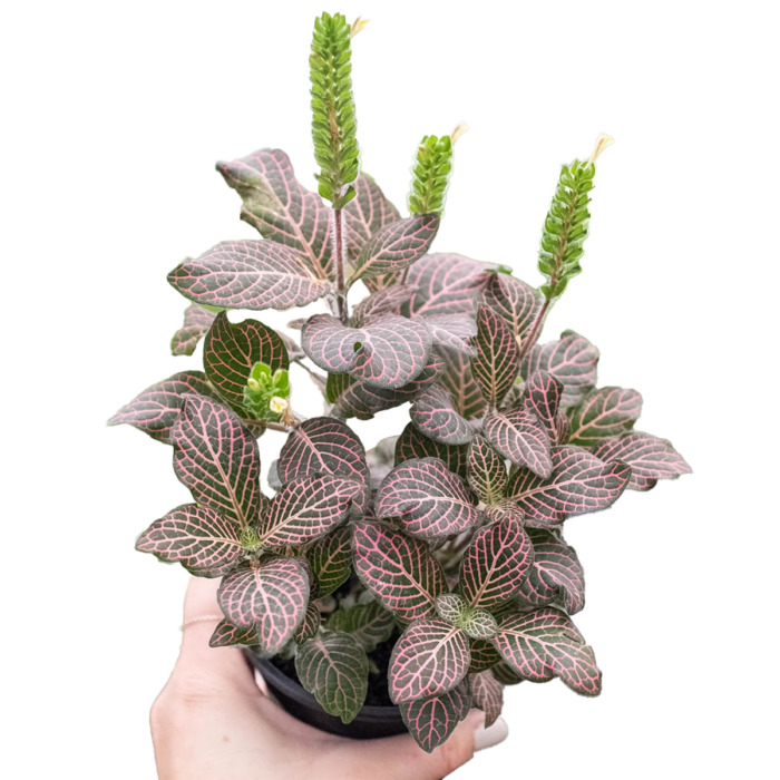 Image of fittonia pink plants for sale | house plant sale | Forget Me Not Flower Market online plant shop | online nurseries near to me