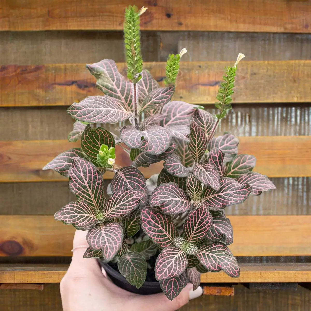 Fittonia Pink | House Plants for Sale - Forget Me Not Flower Market