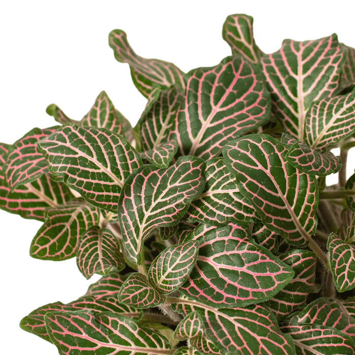 Image of fittonia pink plants for sale | house plant sale | Forget Me Not Flower Market online plant shop | online nurseries near to me