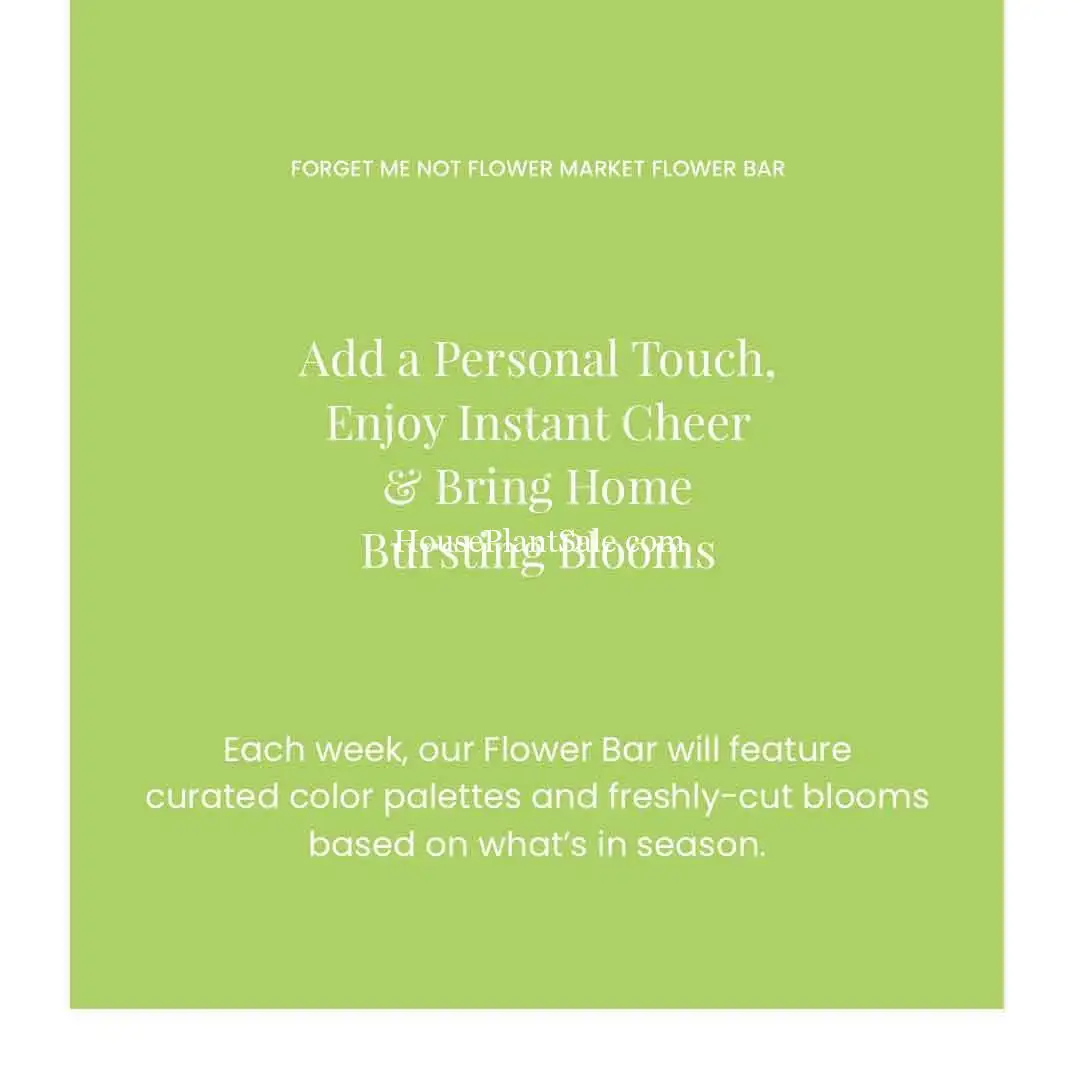 Flower Bar Bonita Springs Garden Center - Forget Me Not Flower Market | Cape Coral, Fort Myers, Naples | Indoor Plants, Outdoor Plants, Garden Plants, Flower plants Nursery, Wholesale Flowers and more