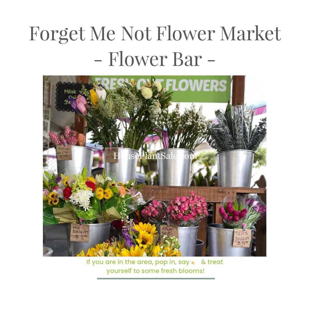 Flower Bar Bonita Springs Flower Market - Forget Me Not Flower Market | Cape Coral, Fort Myers, Naples | Indoor Plants, Outdoor Plants, Garden Plants, Flower plants Nursery, Wholesale Flowers and more