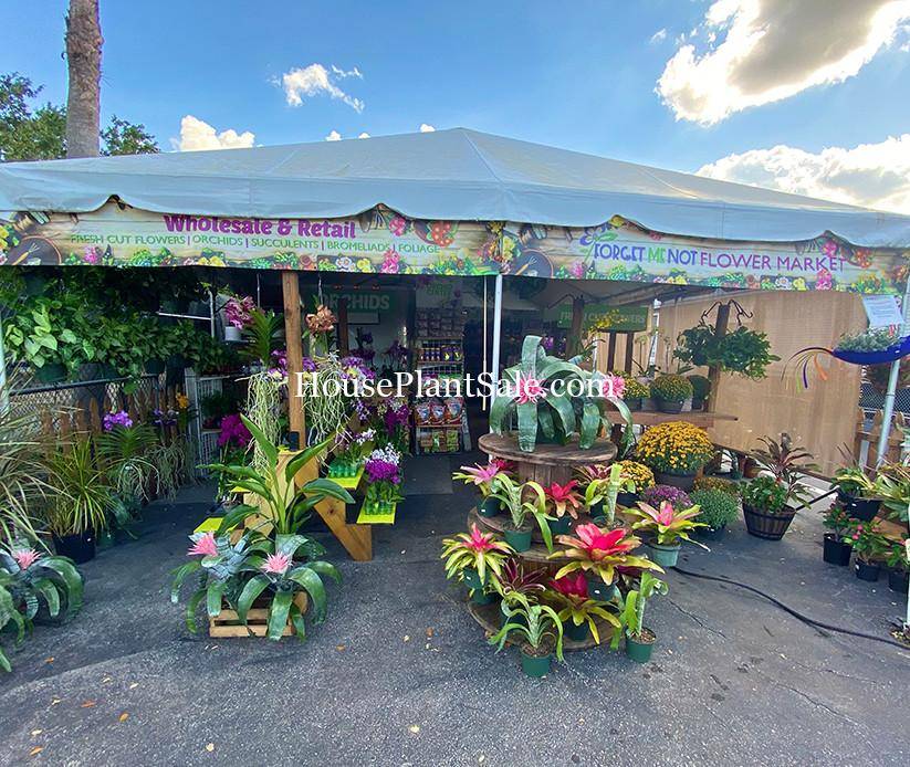 Bonita Springs Flower Market - Forget Me Not Flower Market | Cape Coral, Fort Myers, Naples | Indoor Plants, Outdoor Plants, Garden Plants, Flower plants Nursery, Wholesale Flowers and more