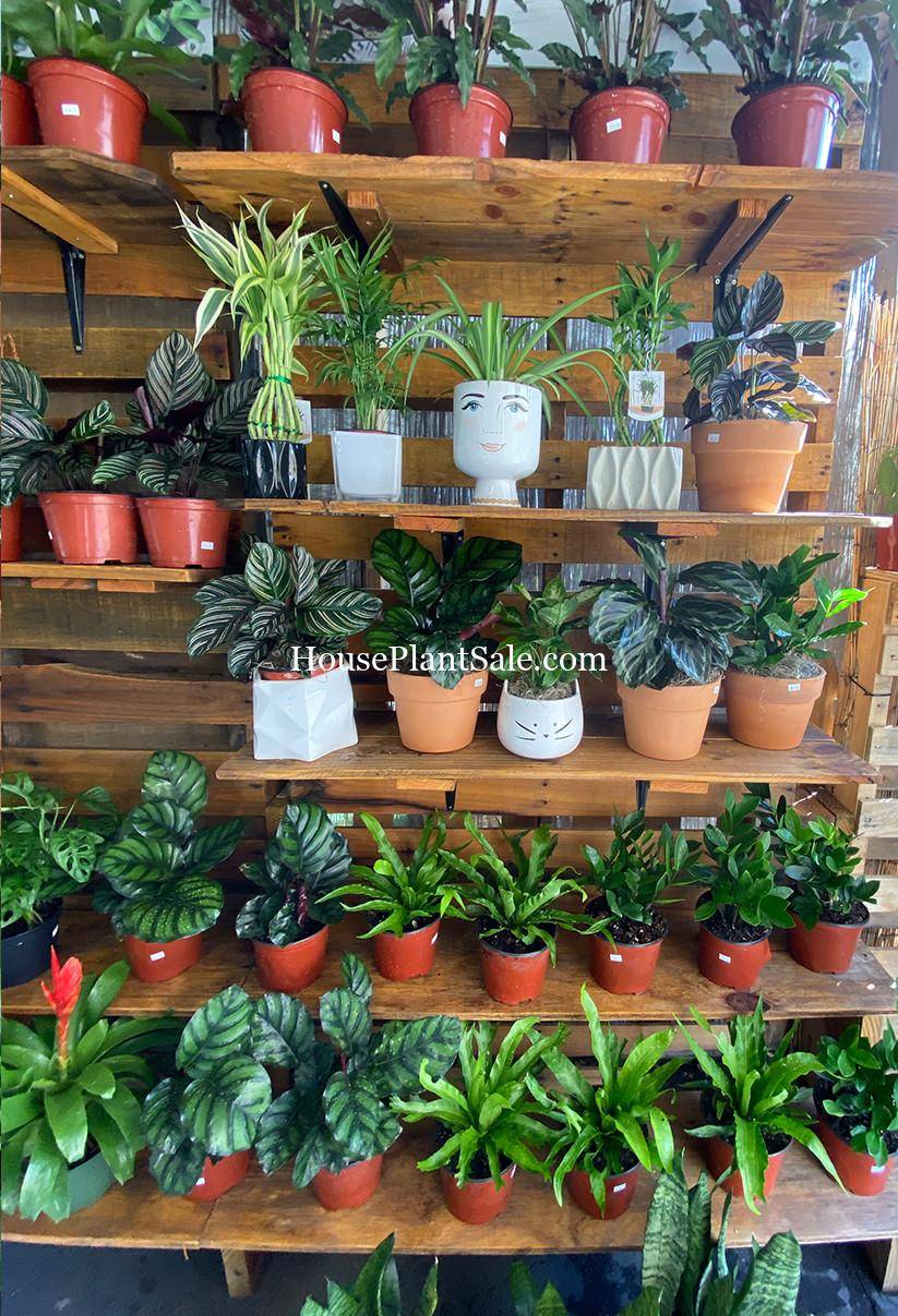 Bonita Springs Flower Market - Forget Me Not Flower Market | Cape Coral, Fort Myers, Naples | Indoor Plants, Outdoor Plants, Garden Plants, Flower plants Nursery, Wholesale Flowers and more