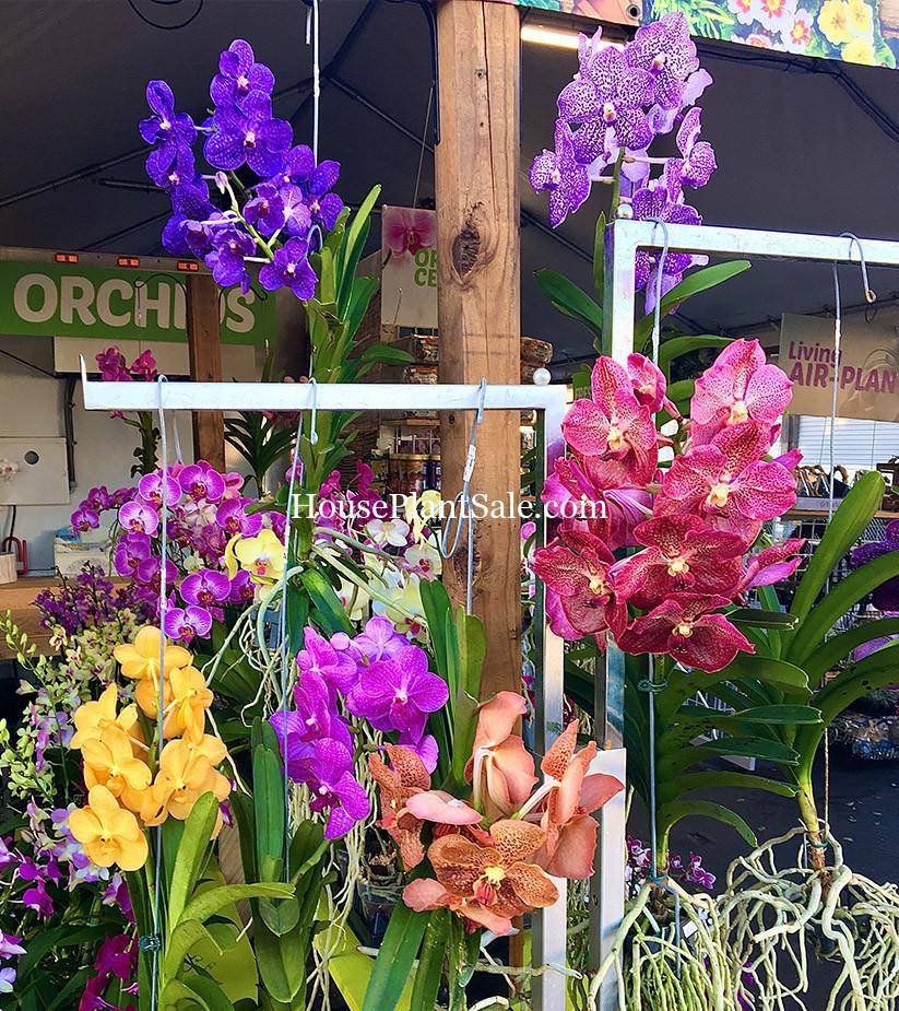 Bonita Springs Flower Market | Orchids for Sale | Cape Coral, Fort Myers, Naples | Indoor Plants, Outdoor Plants, Garden Plants, Flower plants Nursery, Wholesale Flowers and more - Forget Me Not Flower Market