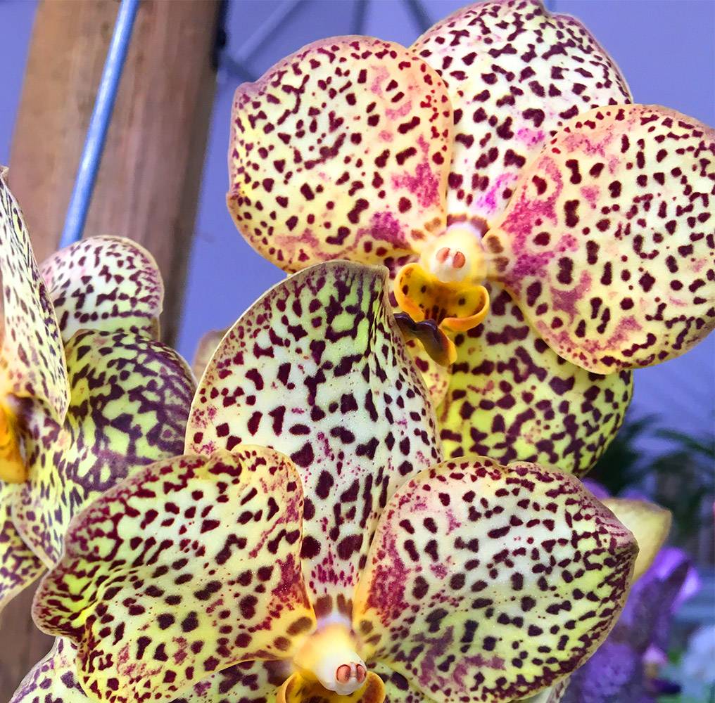 Orchid Care Myths Busted: What Really Keeps Your Orchids Thriving! Click Here For Your Ultimate Guide to Caring for Orchids.