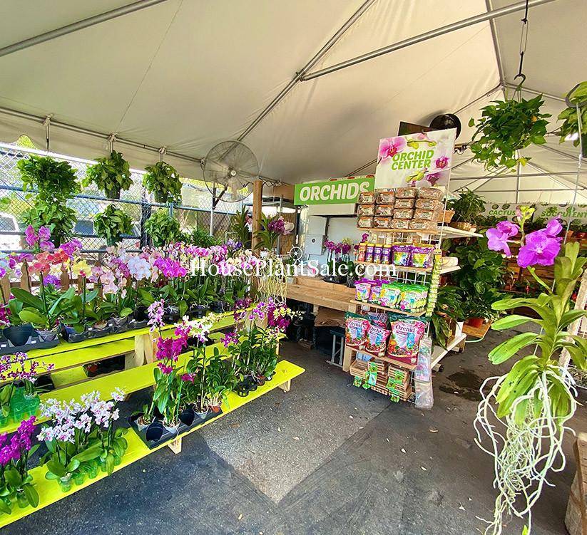 Forget Me Not Flower Market Bonita Springs Flower Market | orchids for Sale | Cape Coral, Fort Myers, Naples | Indoor Plants, Outdoor Plants, Garden Plants, Flower plants Nursery, Wholesale Flowers and more
