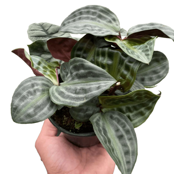 geogenanthus seersucker - best online plant nursery | houseplantsale.com - houseplants for sale online | best indoor plants | forget me not flower market