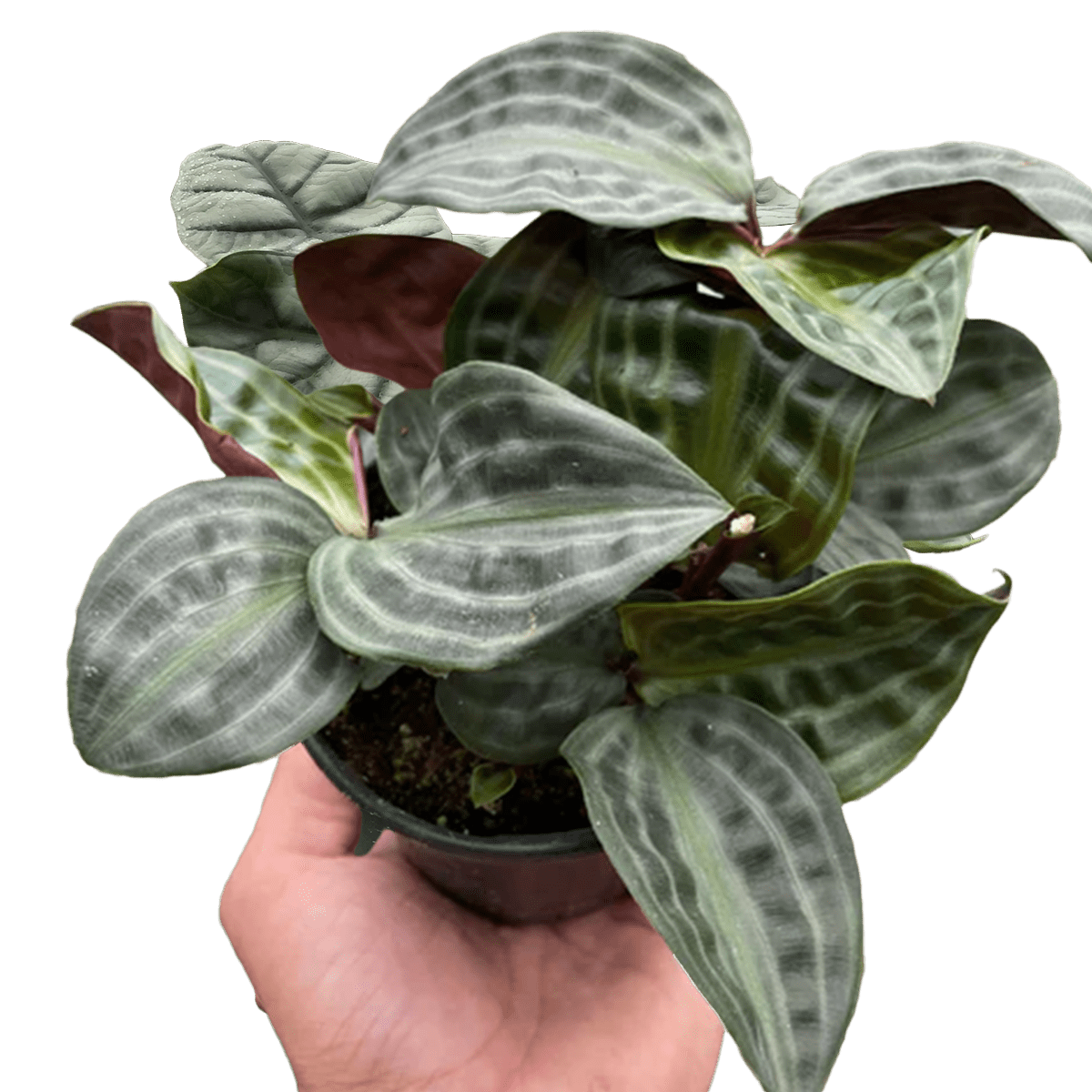 geogenanthus seersucker - best online plant nursery | houseplantsale.com - houseplants for sale online | best indoor plants | forget me not flower market