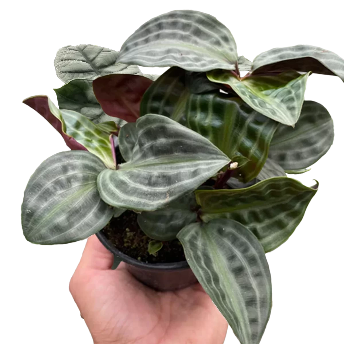 geogenanthus seersucker - best online plant nursery | houseplantsale.com - houseplants for sale online | best indoor plants | forget me not flower market