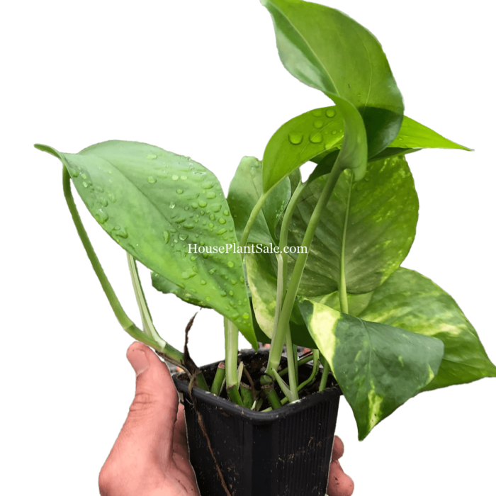 Golden Pothos - 3in Nursery pot - House Plant for Sale | Best Indoor Plants & Houseplant Sale | Forget Me Not Flower Market