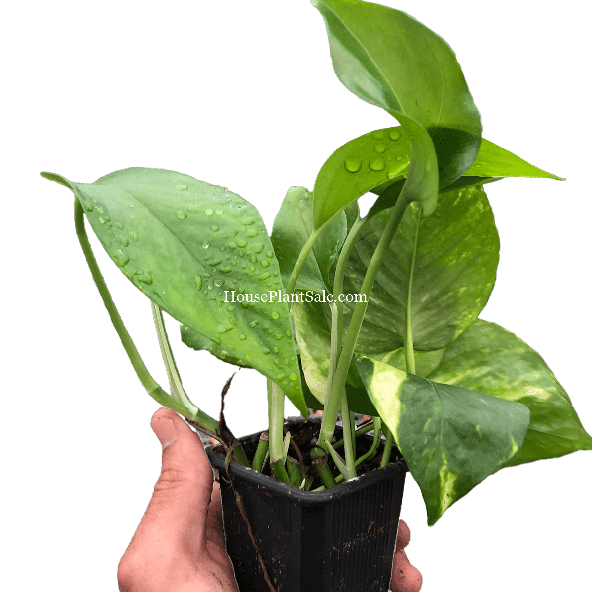 Philodendron Brasil Care: An Easy Care, Jazzy Trailing Houseplant