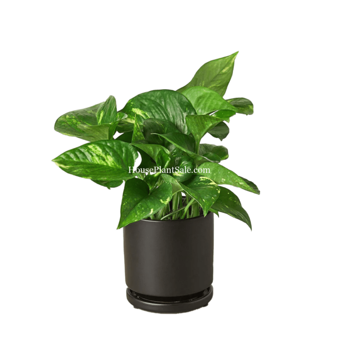 Golden Pothos - 4in with Black Cylinder Ceramic Pot - House Plant for Sale | Best Indoor Plants & Houseplant Sale | Forget Me Not Flower Market