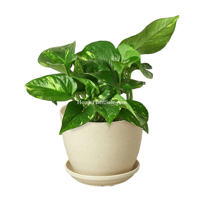 Golden Pothos - 4in with Natural Plant Fiber planter - House Plant for Sale | Best Indoor Plants & Houseplant Sale | Forget Me Not Flower Market
