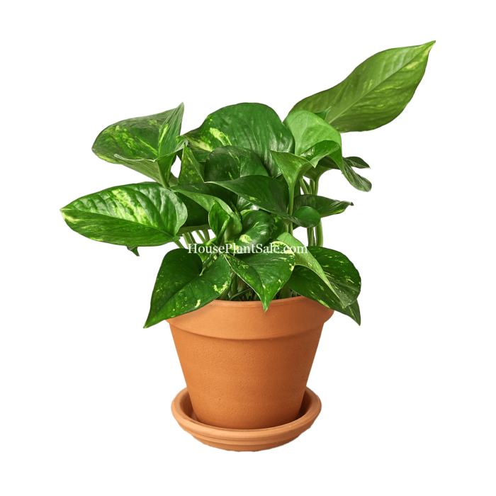 Golden Pothos - 4in with Terracotta Pots - House Plant for Sale | Best Indoor Plants & Houseplant Sale | Forget Me Not Flower Market