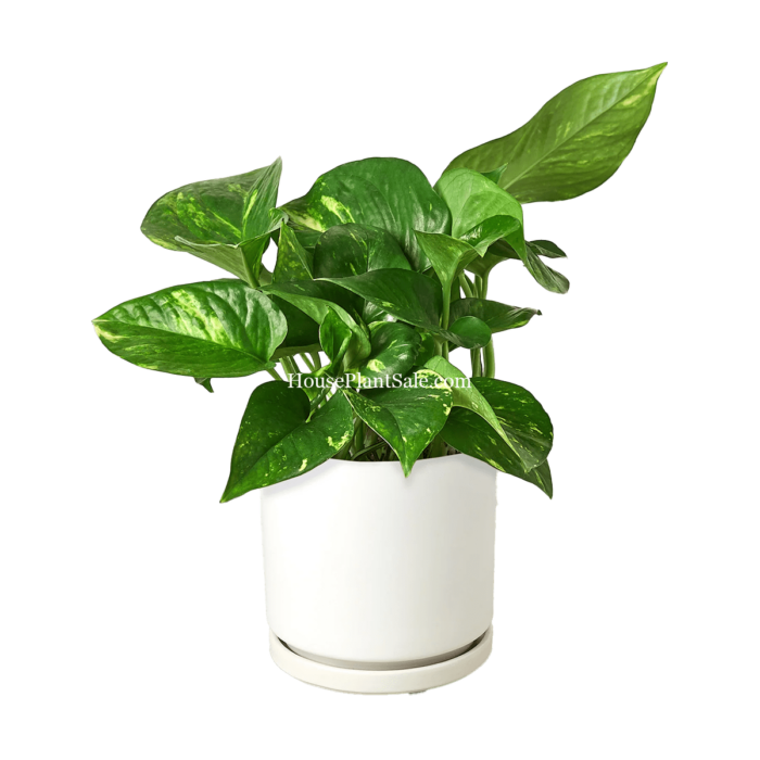 Golden Pothos - 4in with White Cylinder Ceramic Pot - House Plant for Sale | Best Indoor Plants & Houseplant Sale | Forget Me Not Flower Market