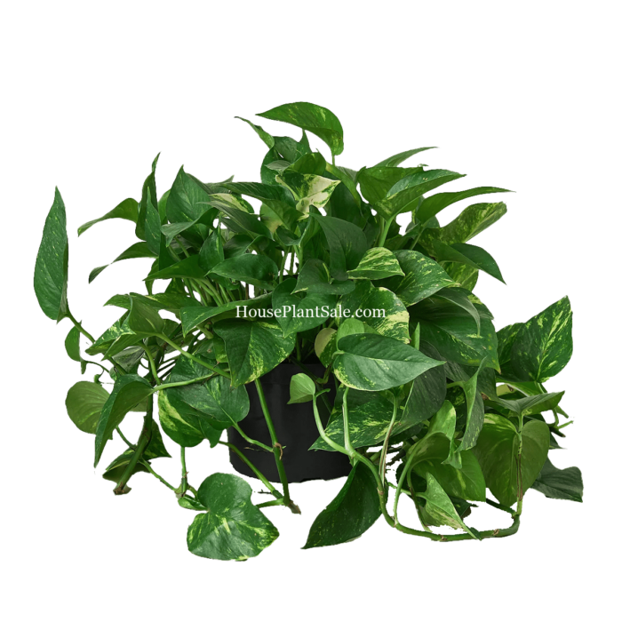 Golden Pothos - 8in with Nursery Pot - House Plant for Sale | Best Indoor Plants & Houseplant Sale | Forget Me Not Flower Market