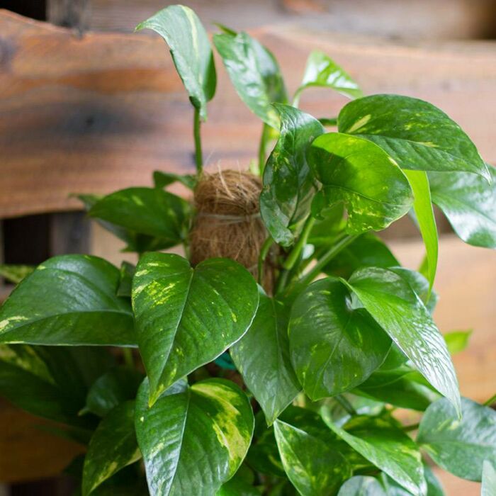 Golden Pothosplants for Sale | Houseplant Sale | Best Indoor Plants | Forget Me Not Flower Market Online plant Shop | Online nurseries near to me