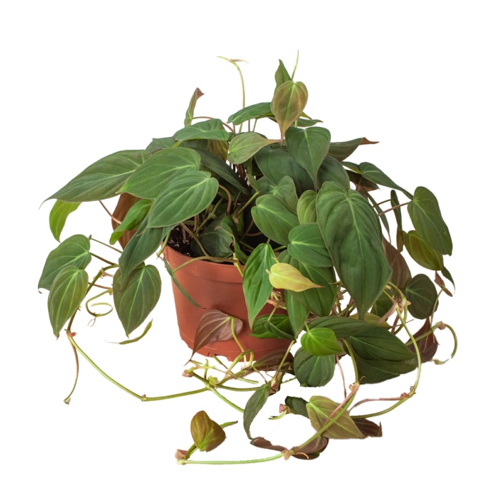 heart leaf philodendron velvet - best online plant nursery | houseplantsale.com - houseplants for sale online | best indoor plants | forget me not flower market