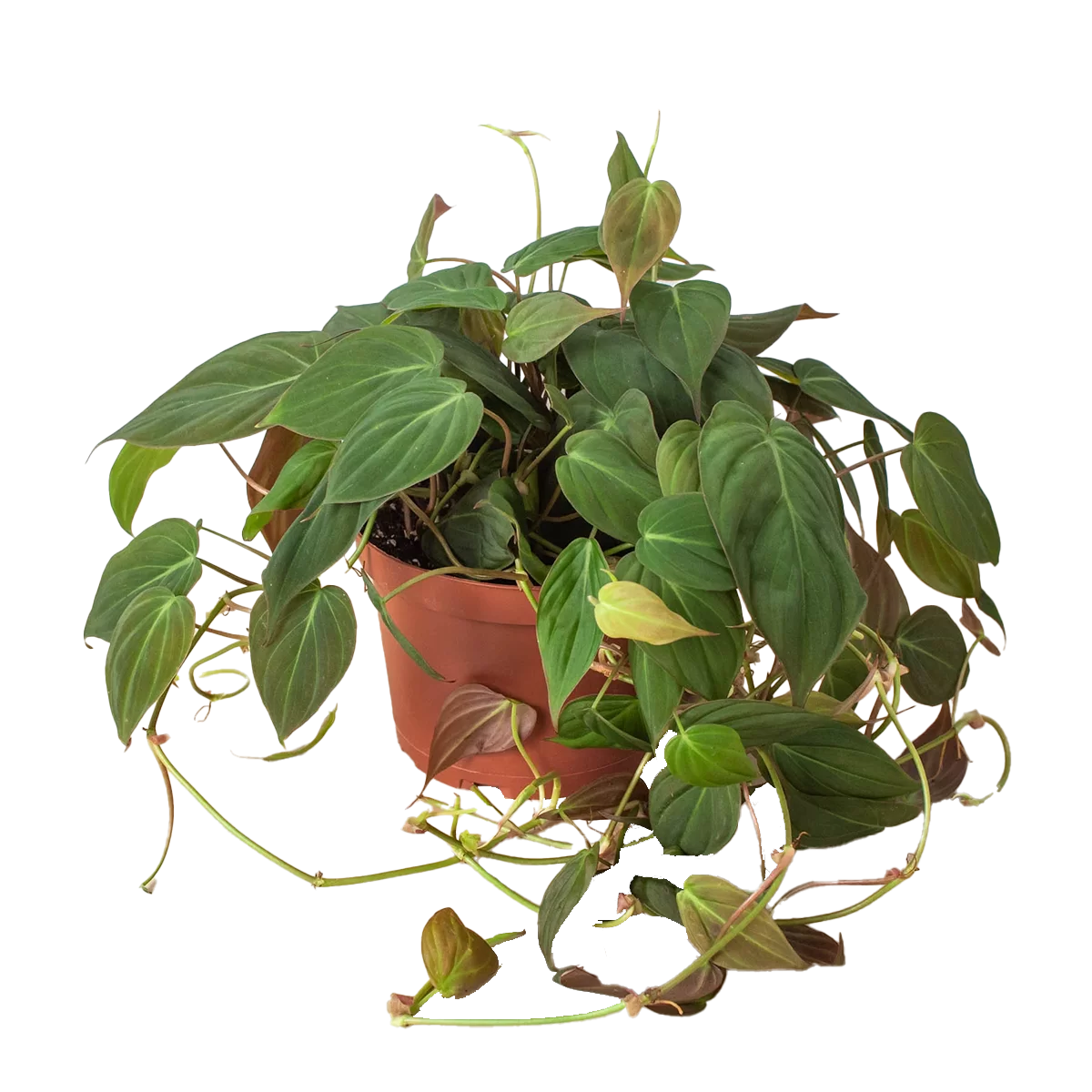 heart leaf philodendron velvet - best online plant nursery | houseplantsale.com - houseplants for sale online | best indoor plants | forget me not flower market