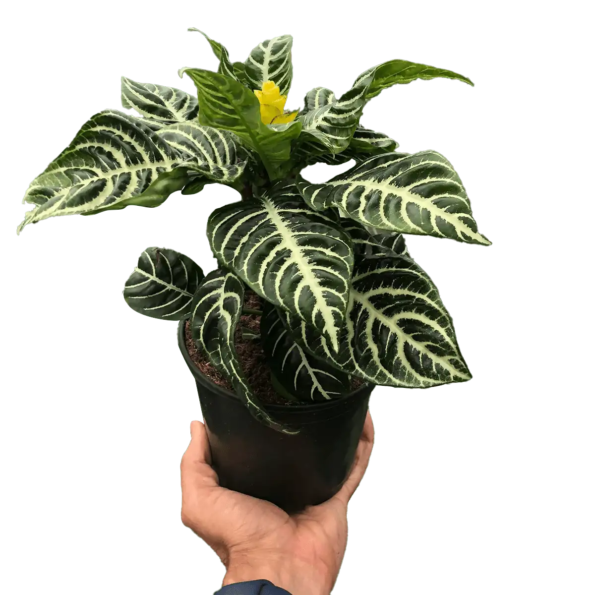 ficus shivereana moonshine - best online plant nursery | houseplantsale.com - houseplants for sale online | best indoor plants | forget me not flower market Ficus Shivereana Moonshine