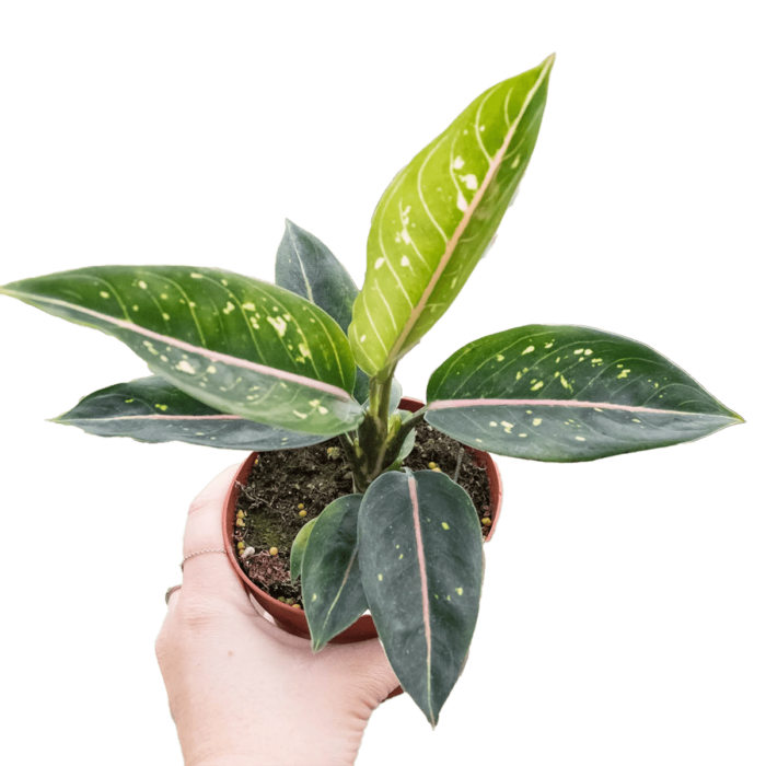 Chinese Evergreen Stars, Aglaonema Stars - best online plant nursery | houseplantsale.com - houseplants for sale online | best indoor plants | forget me not flower market