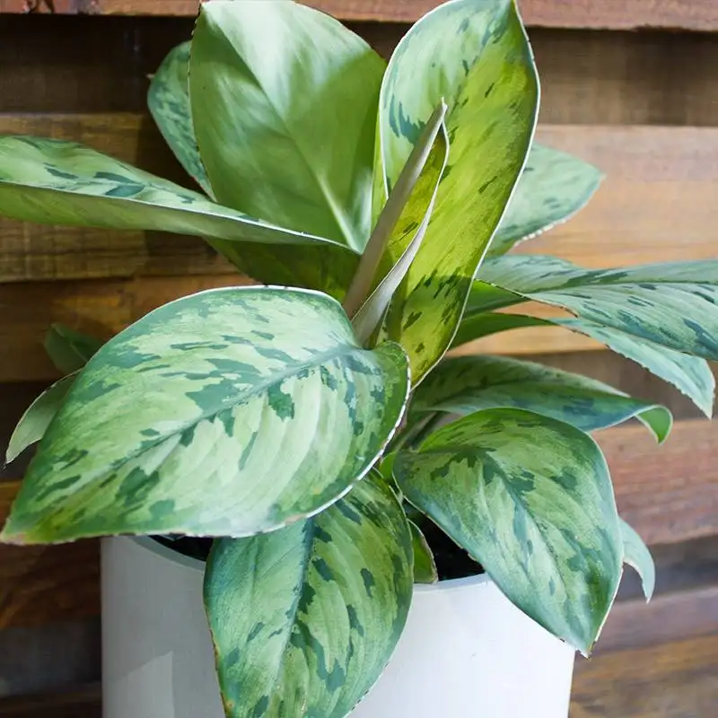 Homalomena selby - plants for Sale | Houseplant Sale | Best Indoor Plants | Forget Me Not Flower Market Online plant Shop | Online nurseries near to me