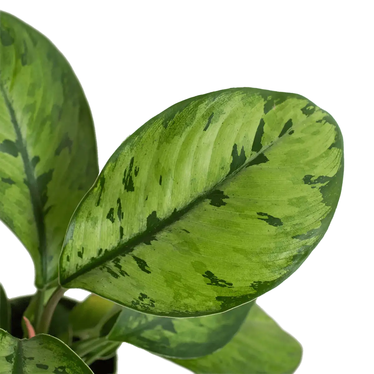 Homalomena selby - plants for Sale | Houseplant Sale | Best Indoor Plants | Forget Me Not Flower Market Online plant Shop | Online nurseries near to me