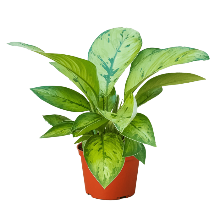 Homalomena selby - plants for Sale | Houseplant Sale | Best Indoor Plants | Forget Me Not Flower Market Online plant Shop | Online nurseries near to me