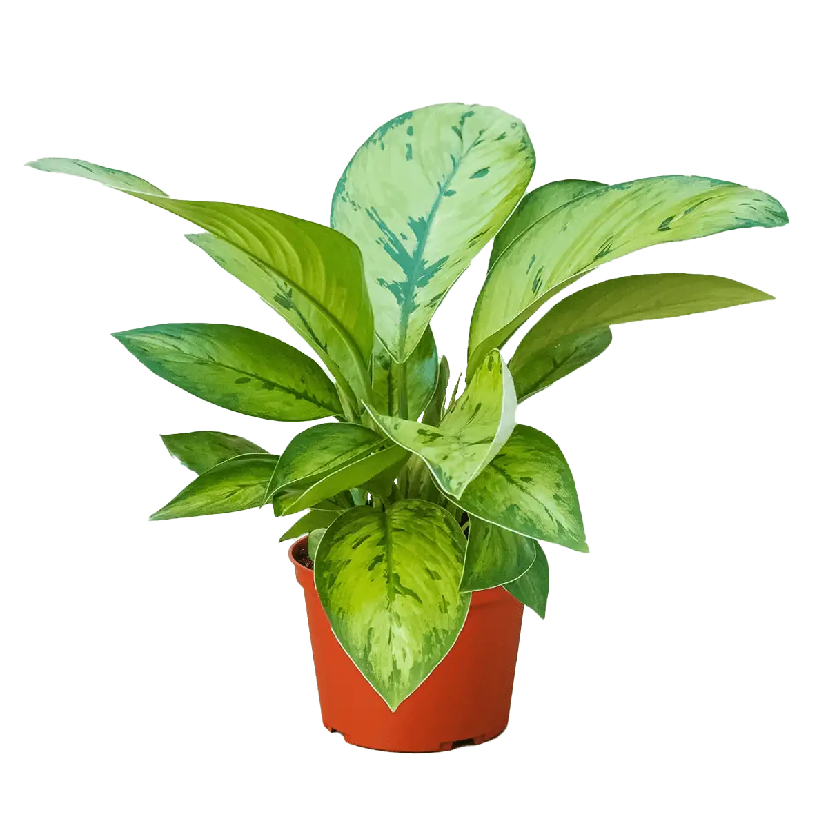 Homalomena selby - plants for Sale | Houseplant Sale | Best Indoor Plants | Forget Me Not Flower Market Online plant Shop | Online nurseries near to me