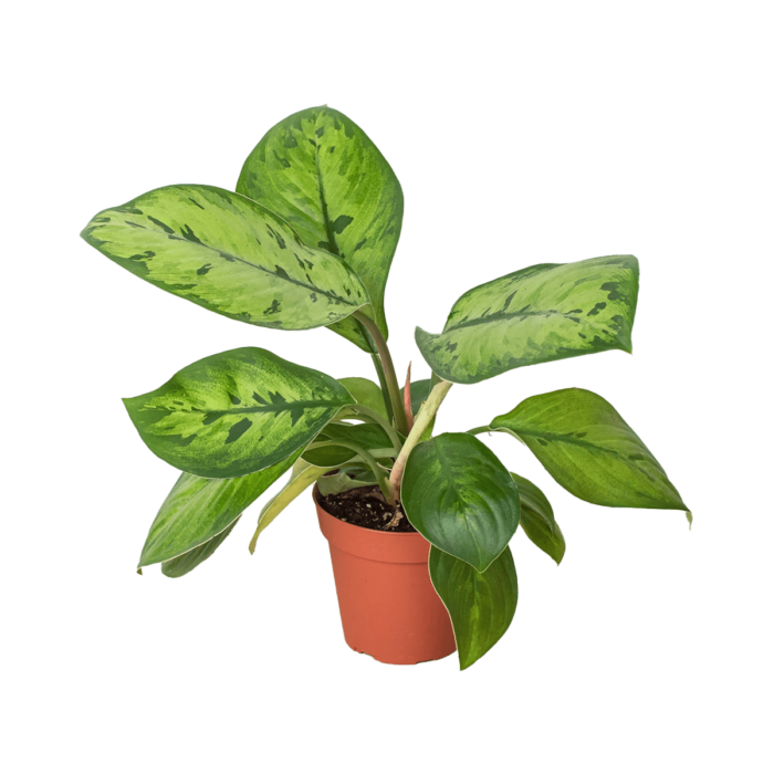 Homalomena selby - plants for Sale | Houseplant Sale | Best Indoor Plants | Forget Me Not Flower Market Online plant Shop | Online nurseries near to me