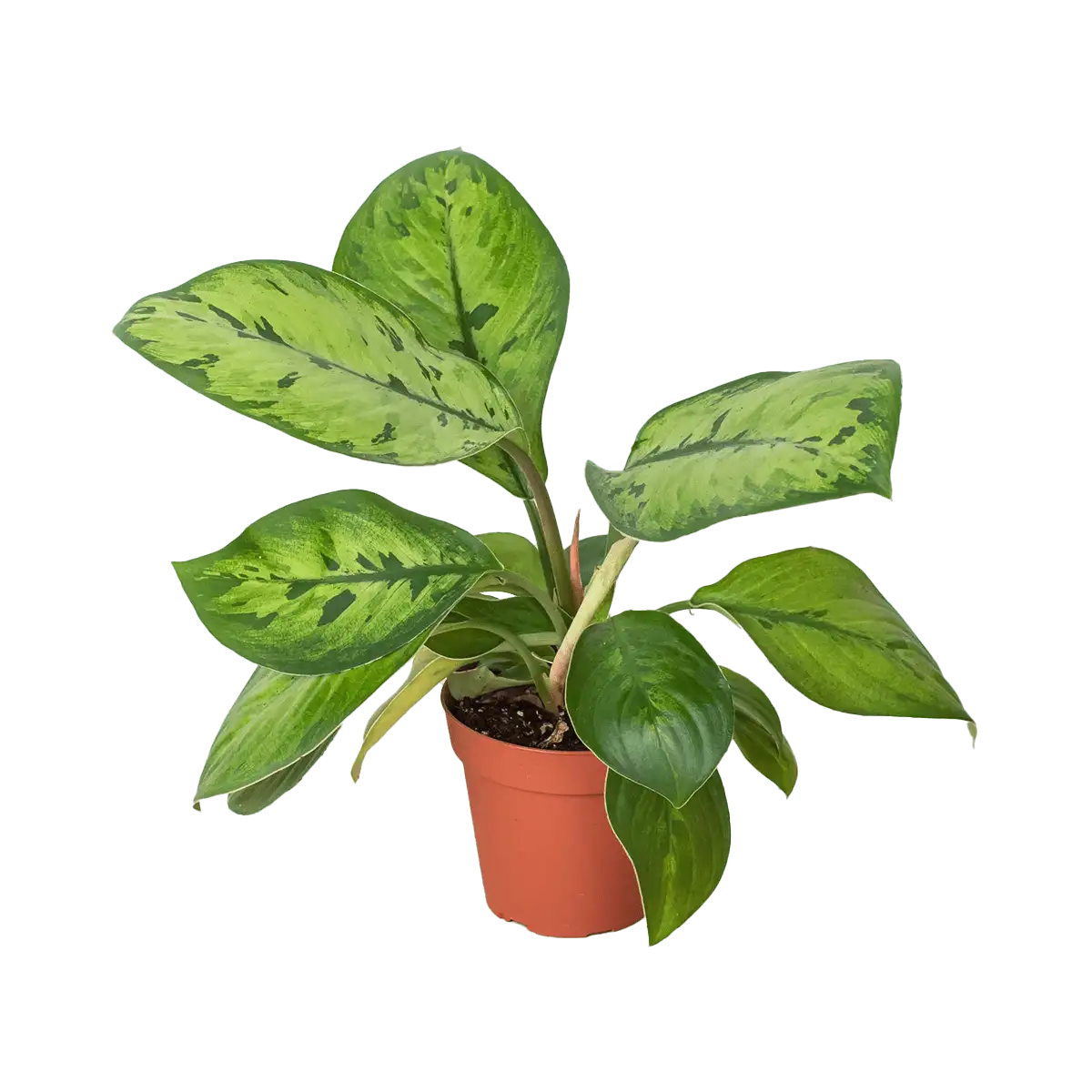 Homalomena selby - plants for Sale | Houseplant Sale | Best Indoor Plants | Forget Me Not Flower Market Online plant Shop | Online nurseries near to me