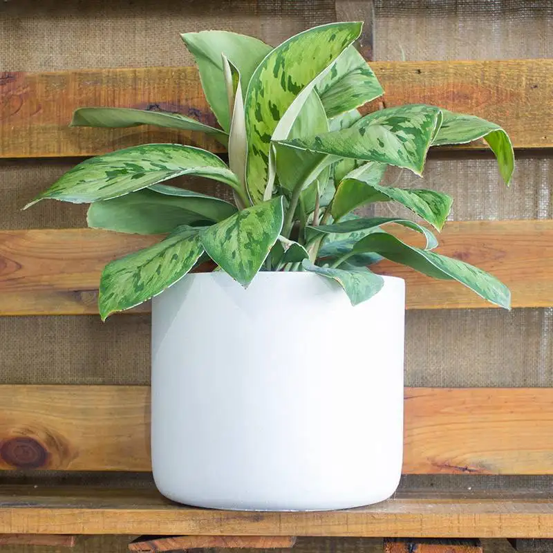 Homalomena selby - plants for Sale | Houseplant Sale | Best Indoor Plants | Forget Me Not Flower Market Online plant Shop | Online nurseries near to me