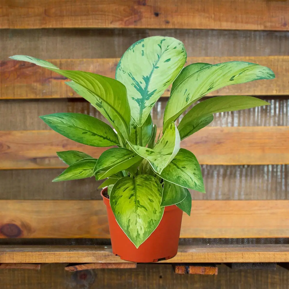 Homalomena selby - plants for Sale | Houseplant Sale | Best Indoor Plants | Forget Me Not Flower Market Online plant Shop | Online nurseries near to me