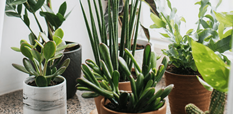 View Houseplants for Sale Online