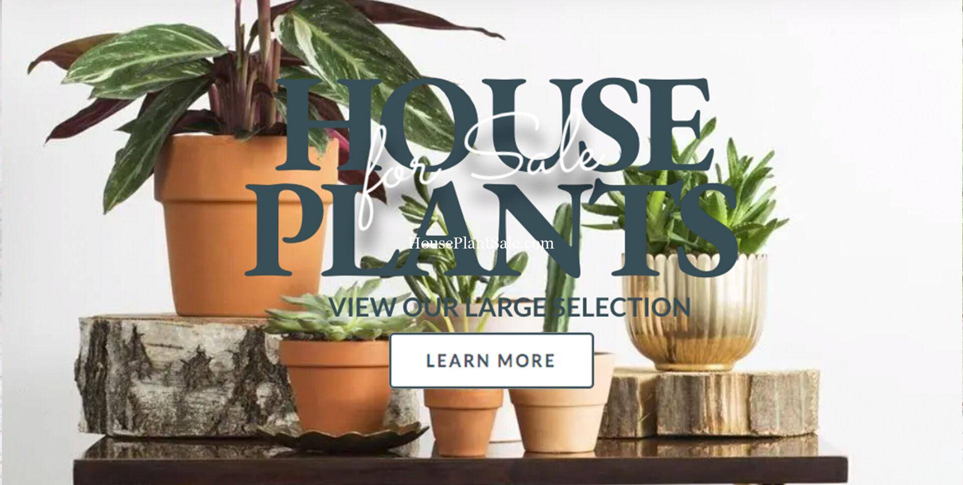 House Plants For Sale Me Not Flower Market