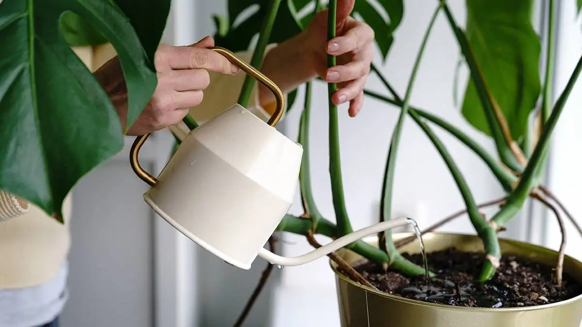 How Often Should You Water Indoor Plants- Plant Care Tips - Forget Me Not Flower Market Bonita Springs Flower Market | Cape Coral, Fort Myers, Naples | Indoor Plants, Outdoor Plants, Garden Plants, Flower plants Nursery, Wholesale Flowers and more