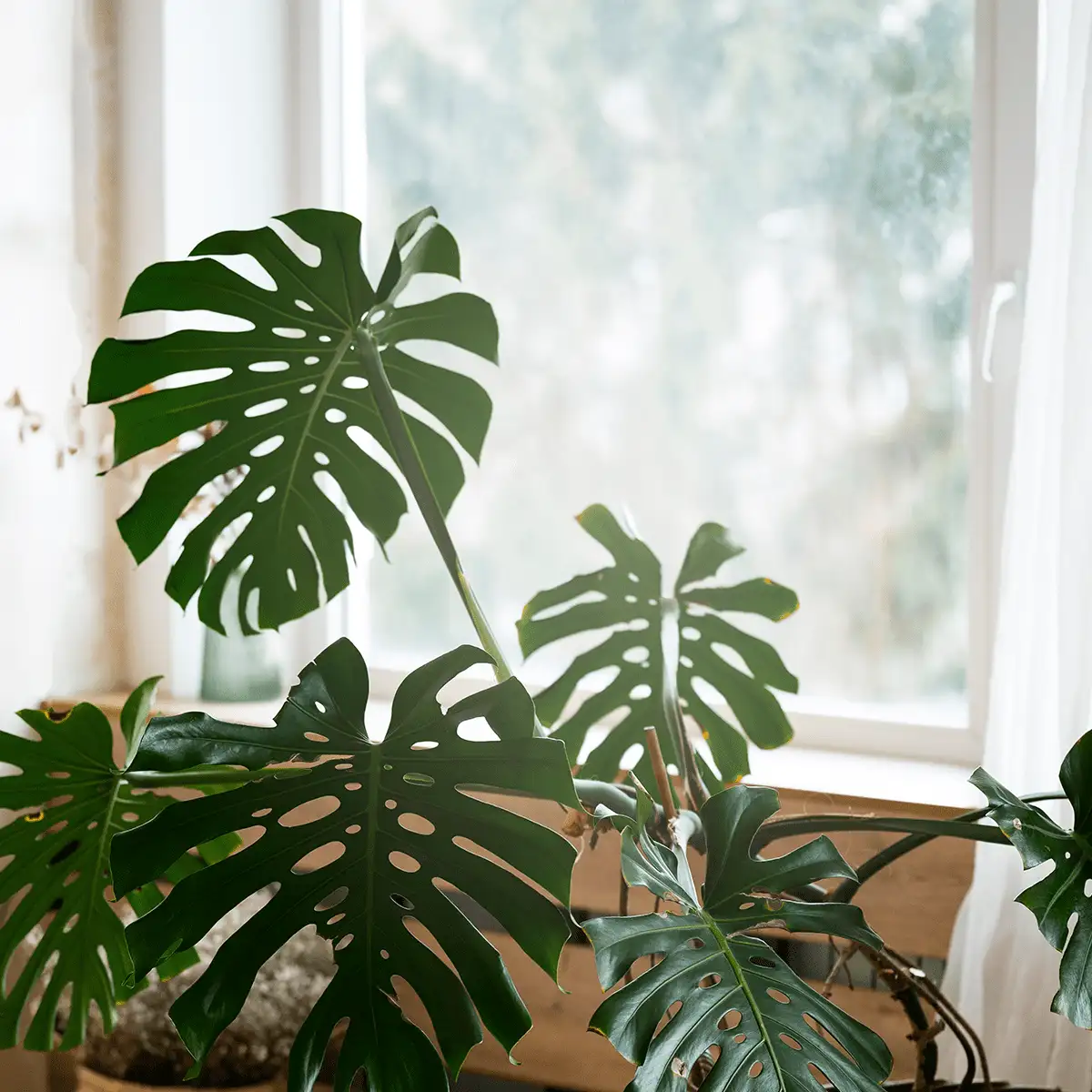 How Often Should You Water Indoor Plants- Plant Care Tips - Forget Me Not Flower Market Bonita Springs Flower Market | Cape Coral, Fort Myers, Naples | Indoor Plants, Outdoor Plants, Garden Plants, Flower plants Nursery, Wholesale Flowers and more