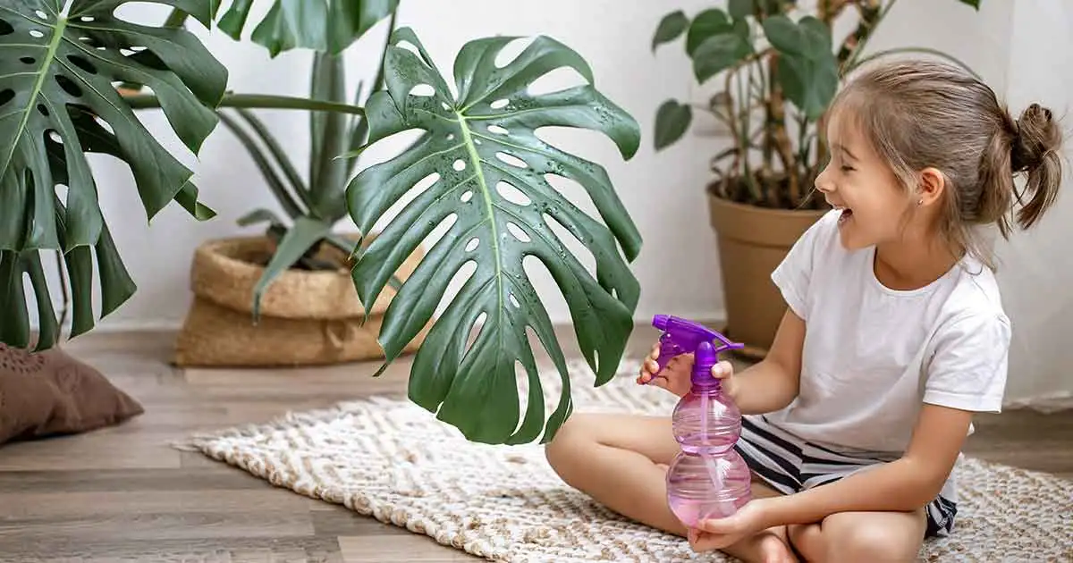 How to Clean Houseplants - Plant Care - Forget Me Not Flower Market | Bonita Springs Flower Market | Cape Coral, Fort Myers, Naples | Indoor Plants, Outdoor Plants, Garden Plants, Flower plants Nursery, Wholesale Flowers and more