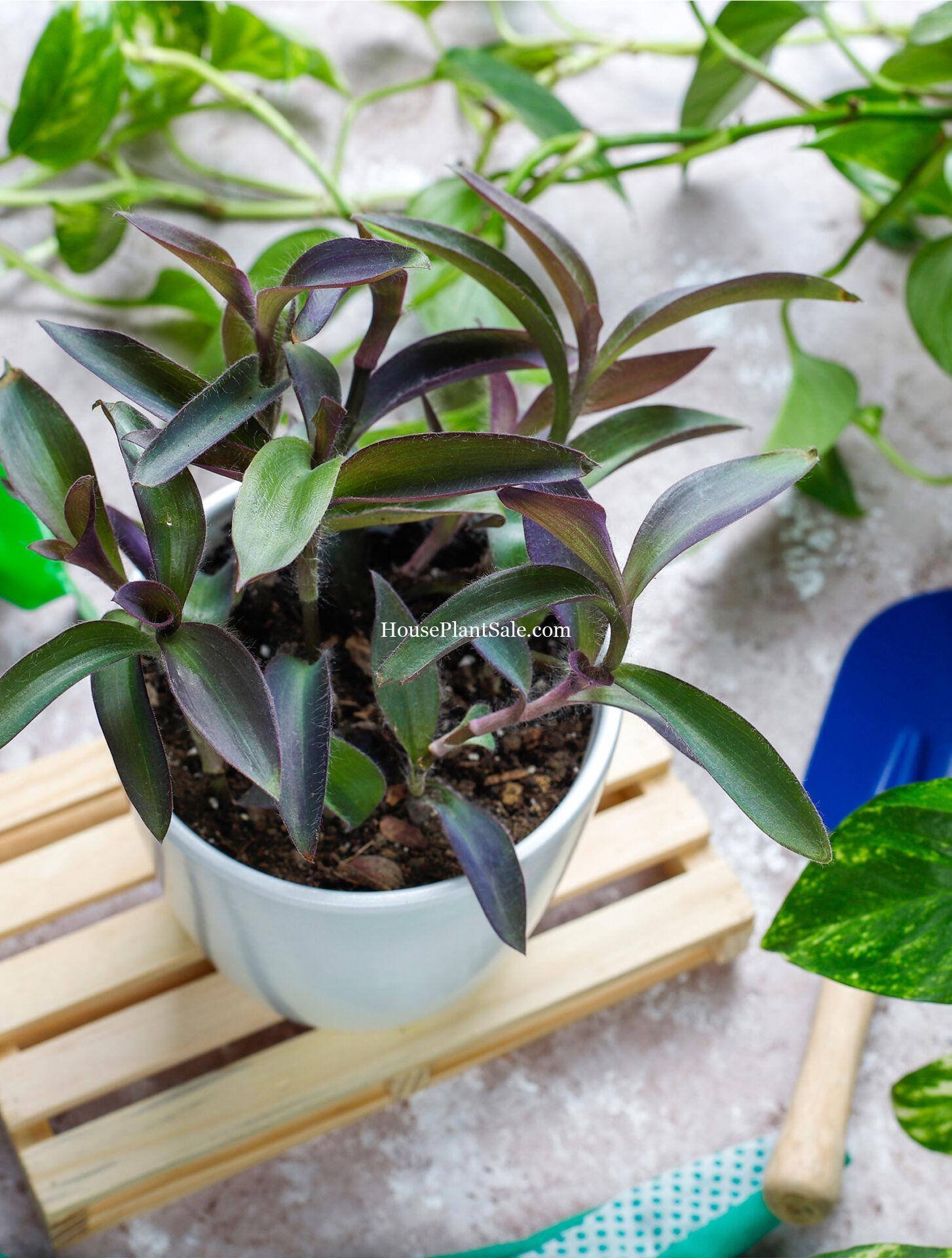 How to Fertilize Houseplants – Plant Care – Forget Me Not Flower Market | Bonita Springs Flower Market | Cape Coral, Fort Myers, Naples | Indoor Plants, Outdoor Plants, Garden Plants, Flower plants Nursery, Wholesale Flowers and more How to Fertilize Houseplants - Plant Care - Forget Me Not Flower Market | Bonita Springs Flower Market | Cape Coral, Fort Myers, Naples | Indoor Plants, Outdoor Plants, Garden Plants, Flower plants Nursery, Wholesale Flowers and more