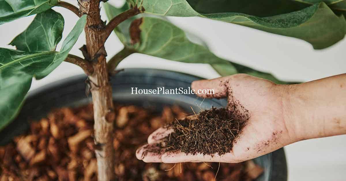 When and How to Fertilize Plants - Forget Me Not Flower Market | Bonita Springs Flower Market | Cape Coral, Fort Myers, Naples | Indoor Plants, Outdoor Plants, Garden Plants, Flower plants Nursery, Wholesale Flowers and more