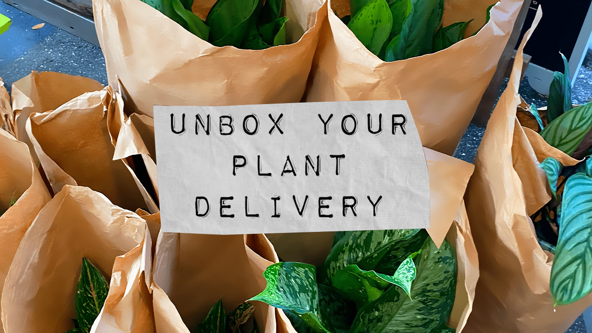 blog about how to unbox your plant delivery | houseplantsale.com | forget me not flower market
