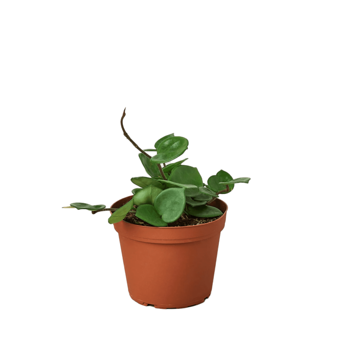 Image of Hoya Carnosa Chelsea plant for sale; also knows as Wax Plant, Porcelain Flower | house plant sale | Forget Me Not Flower Market online plant shop | online nurseries near to me