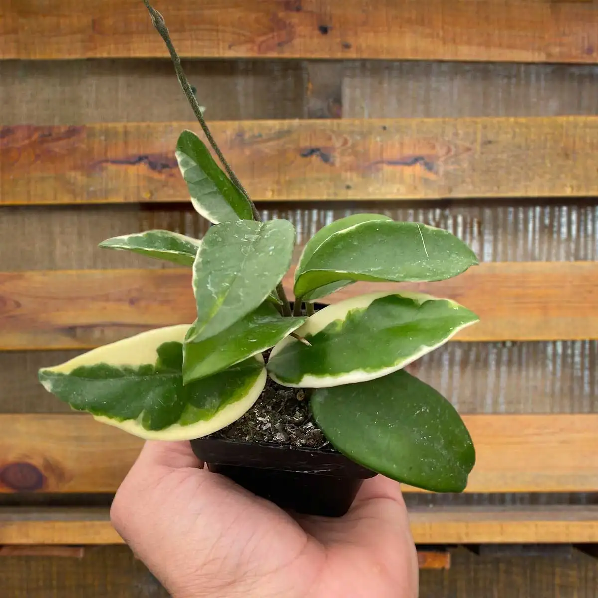Hoya Carnosa Tricolor plant for sale; also knows as Wax Plant, Porcelain Flower | house plant sale | Forget Me Not Flower Market online plant shop | online nurseries near to me