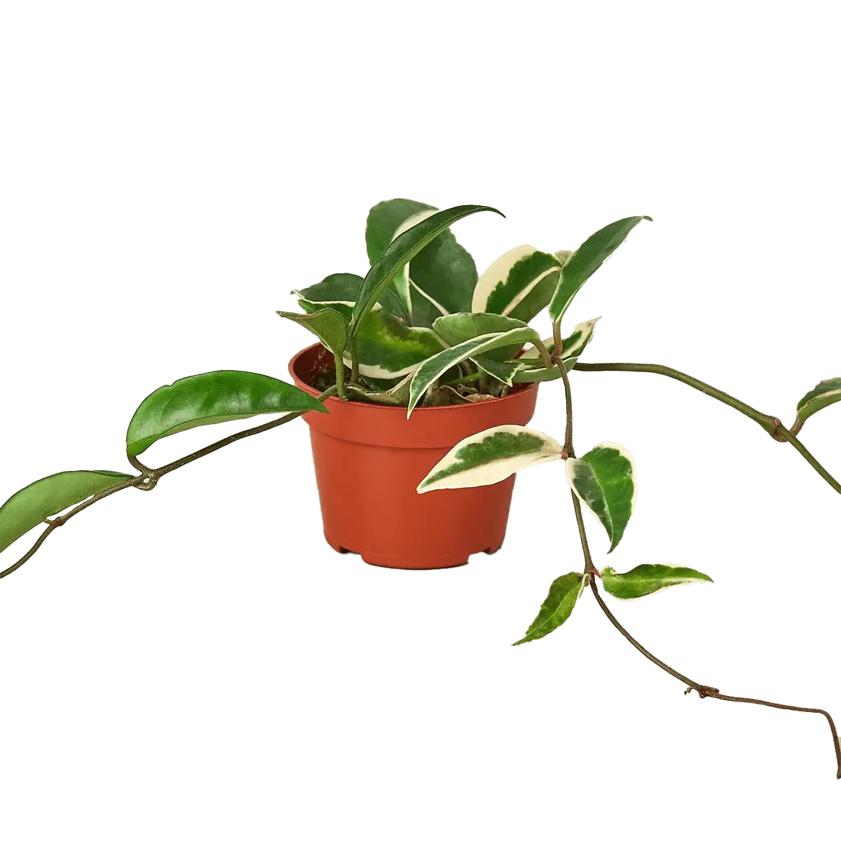 Hoya Carnosa Tricolor plant for sale; also knows as Wax Plant, Porcelain Flower | house plant sale | Forget Me Not Flower Market online plant shop | online nurseries near to me