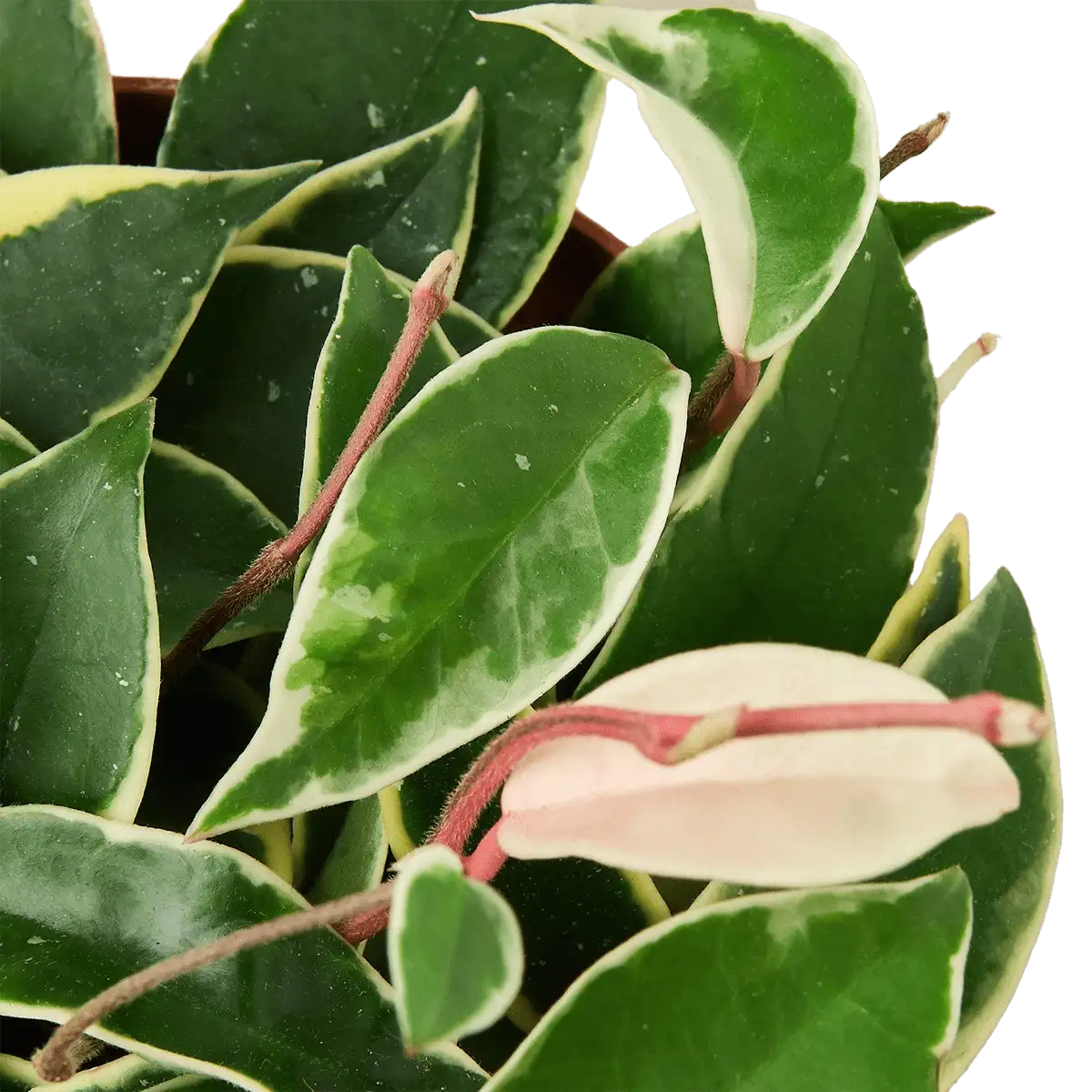 Hoya Carnosa Tricolor plant for sale; also knows as Wax Plant, Porcelain Flower | house plant sale | Forget Me Not Flower Market online plant shop | online nurseries near to me