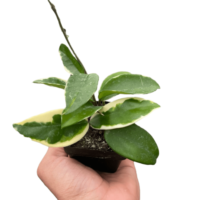 Hoya Carnosa Tricolor plant for sale; also knows as Wax Plant, Porcelain Flower | house plant sale | Forget Me Not Flower Market online plant shop | online nurseries near to me
