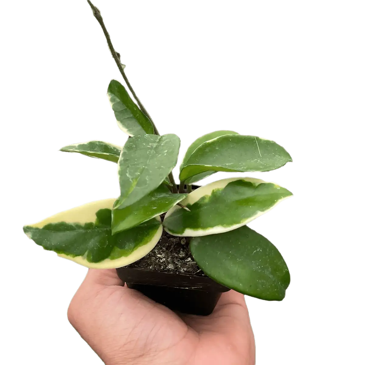 Hoya Carnosa Tricolor plant for sale; also knows as Wax Plant, Porcelain Flower | house plant sale | Forget Me Not Flower Market online plant shop | online nurseries near to me