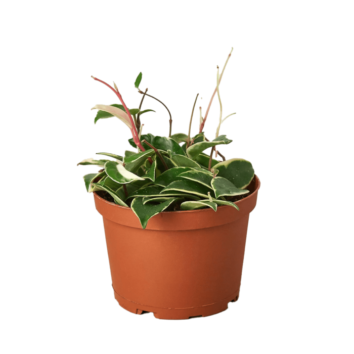 Hoya Carnosa Tricolor plant for sale; also knows as Wax Plant, Porcelain Flower | house plant sale | Forget Me Not Flower Market online plant shop | online nurseries near to me