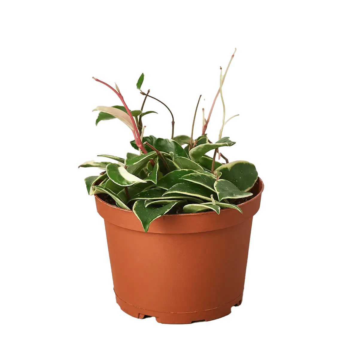 Hoya Carnosa Tricolor plant for sale; also knows as Wax Plant, Porcelain Flower | house plant sale | Forget Me Not Flower Market online plant shop | online nurseries near to me